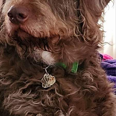 german wirehaired pointer us2.jpg